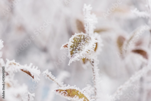 Frozen colorful leaves in the garden, natural winter background, macro image with selective focus