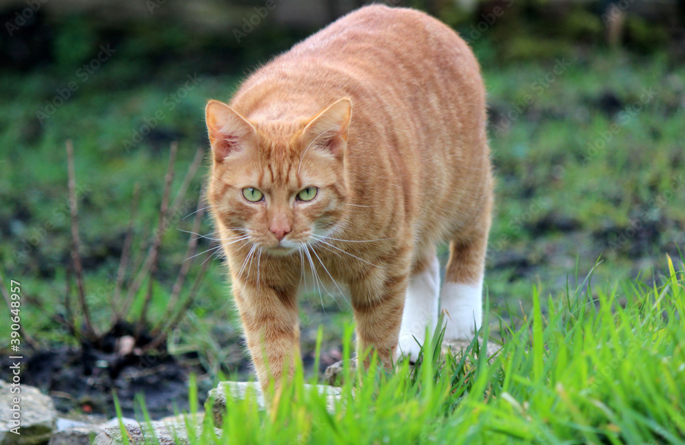 Close up photo of cute ginger cat in a garden. Cats photography outdoor. Green grass background. 