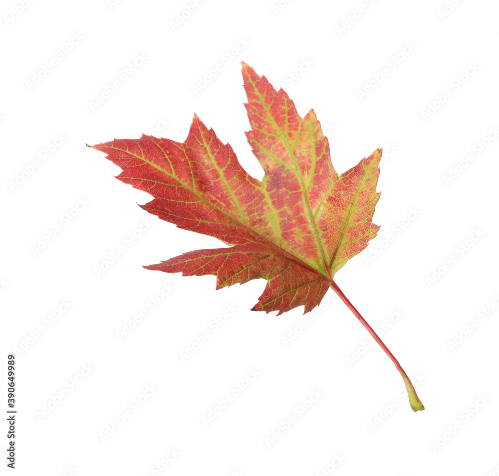 Beautiful leaf isolated on white. Autumn season Beautiful leaf isolated on white. Autumn season