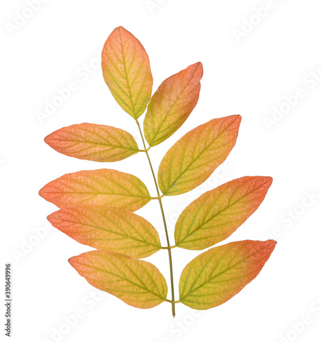 Twig with beautiful leaves isolated on white. Autumn season