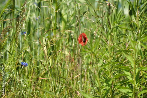 poppy flowers bathed in sunlight on a green meadow, with a bumblebee