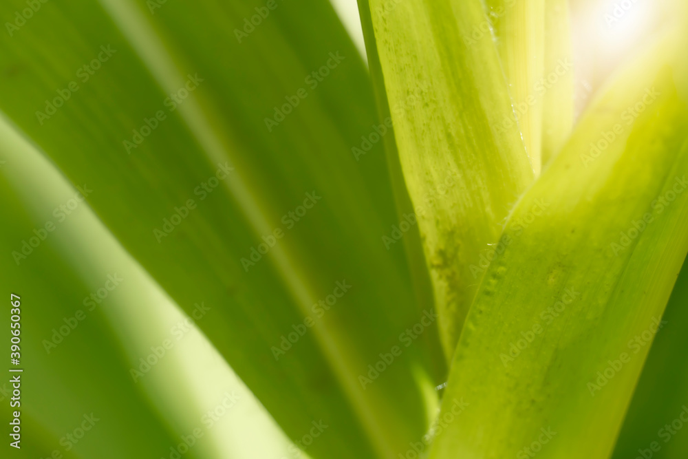 Abstract and blurred of under green leaves with light. Abstract and blurred of under green leaves with light.