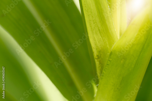 Abstract and blurred of under green leaves with light.