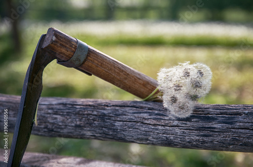 Morning landscape. Summer background with white dandelions and scythe tool .