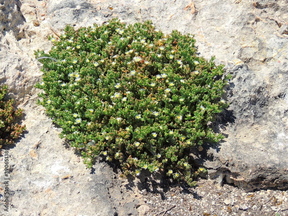 Slender Iceplant (Mesembryanthemum nodiflorum) Slender Iceplant (Mesembryanthemum nodiflorum)