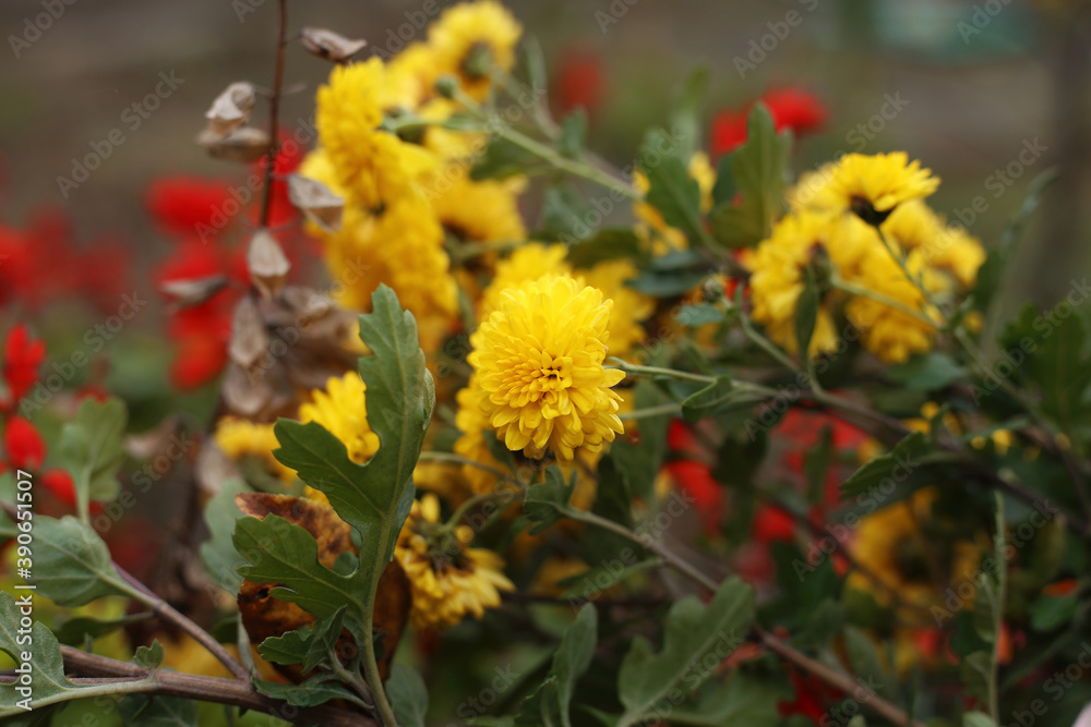 A bush of bright yellow chrysanthemums blooms in the garden. A bush of bright yellow chrysanthemums blooms in the garden.