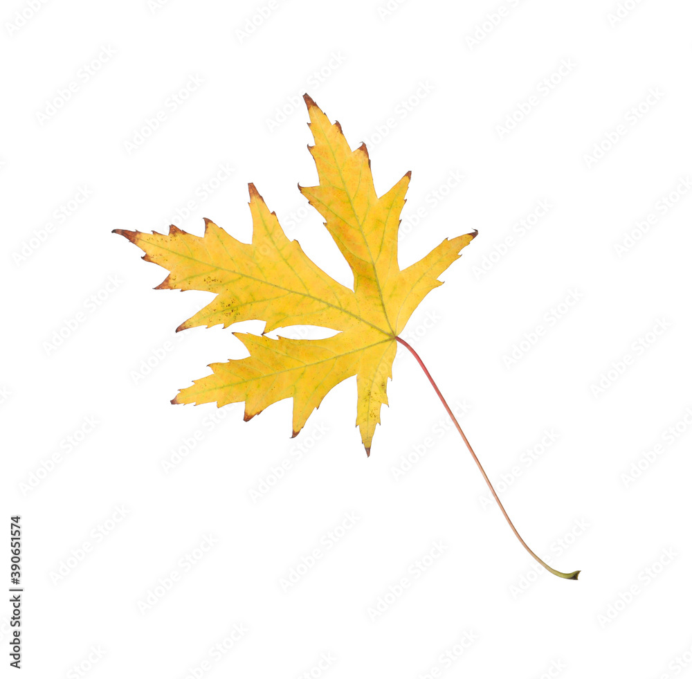 Dry leaf of Japanese maple tree isolated on white. Autumn season Dry leaf of Japanese maple tree isolated on white. Autumn season