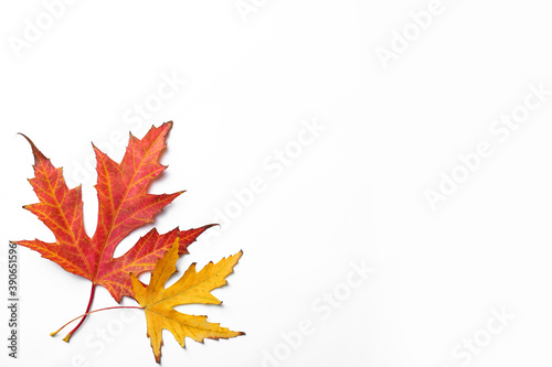 Dry leaves of Japanese maple tree on white background, top view. Autumn season