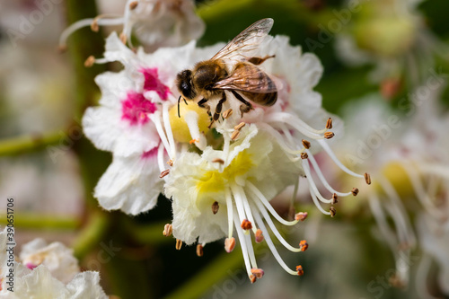 Horse chestnut flower