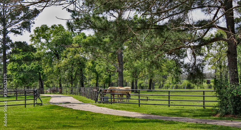 horses on a small Texan ranch