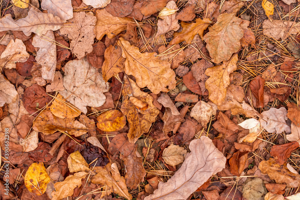 fall brown leaves and pine needles season background, autumn nature texture of a ground, fallen leaf backdrop fall brown leaves and pine needles season background, autumn nature texture of a ground, fallen leaf backdrop