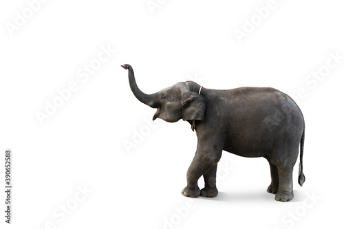 Baby elephant isolated on white background with clipping path