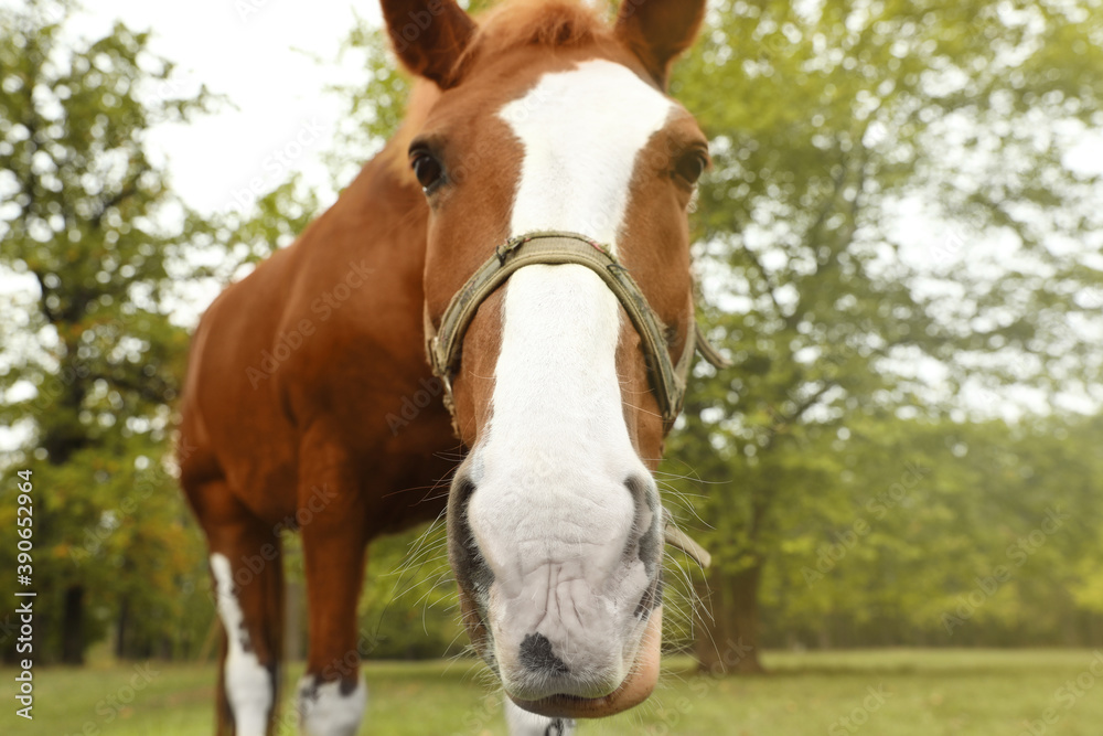 Horse with bridle in park on autumn day Horse with bridle in park on autumn day