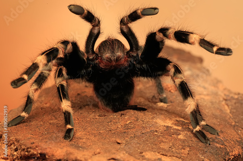 A tarantula is showing threatening behavior.