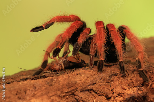 A tarantula is showing threatening behavior. photo
