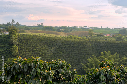 Coffee plantation in Pereira, Colombia in state of Risaralda. Coffee cultural landscape World Heritage Site. Colombian coffee. photo