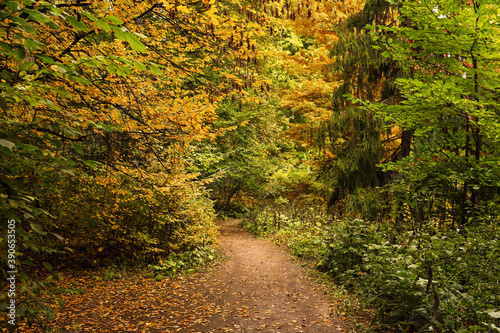 Beautiful view of forest with trees on autumn day