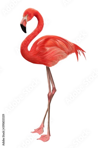 Painting flamingo isolated on white background