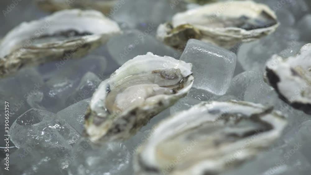 Motion above tasty fresh raw opened ocean oysters lying on large pile of transparent ice cubes in metal container at bright light extreme close view. Motion above tasty fresh raw opened ocean oysters lying on large pile of transparent ice cubes in metal container at bright light extreme close view.