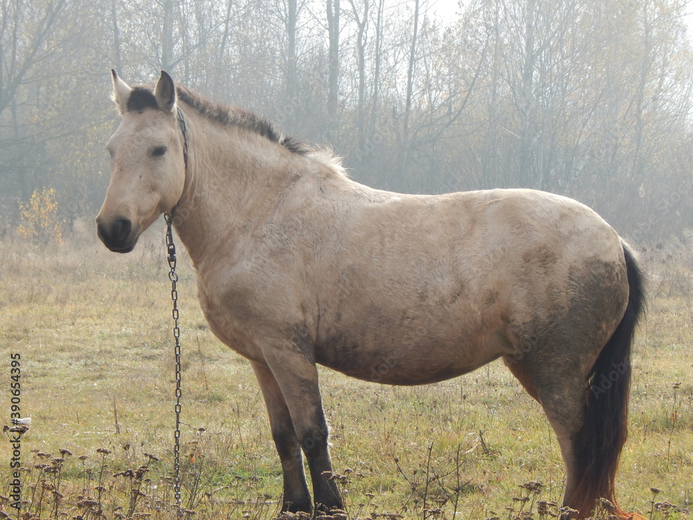 Fototapeta premium horse in the field