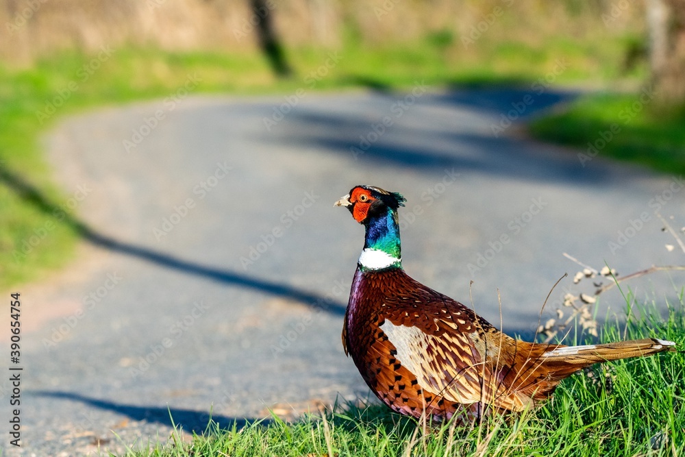 Fototapeta premium portrait of pheasant in the wild