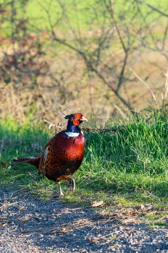 Fototapeta premium portrait of pheasant in the wild