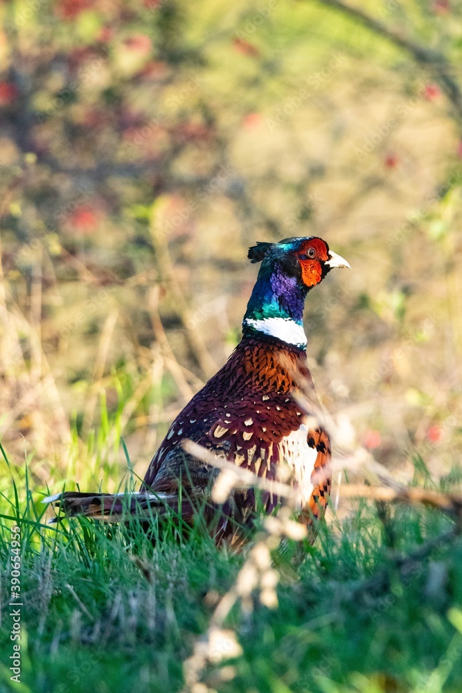 Fototapeta premium portrait of pheasant in the wild