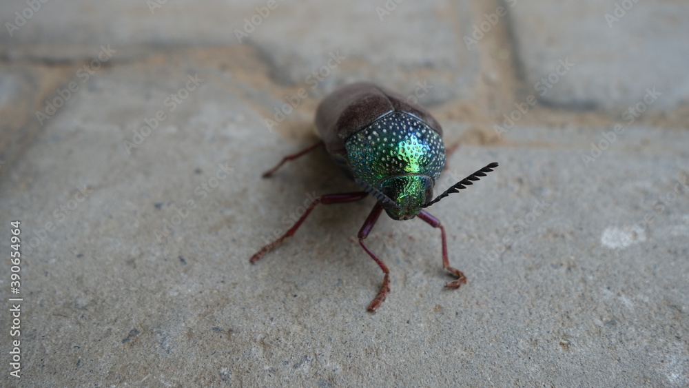 Jewel beetle or Chrysocoris stollii on the cement block texture. Macro ...