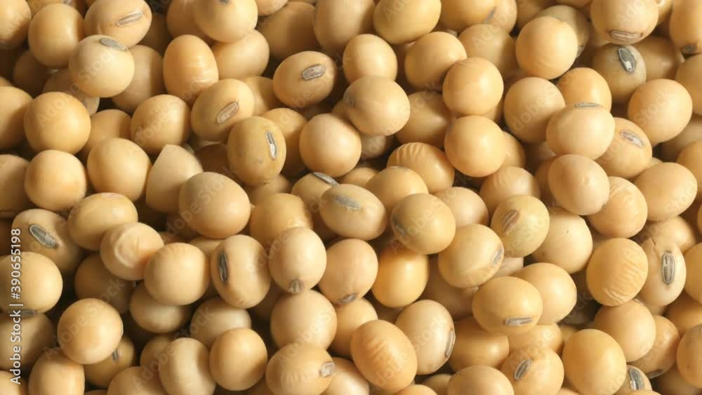 Close up Soybean on a white background Rotation Close up Soybean on a white background Rotation