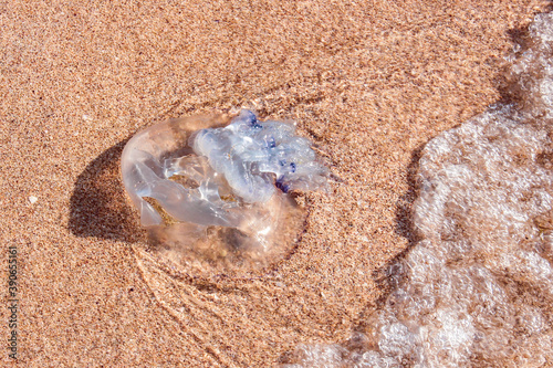 A large jellyfish washed up on a sandy beach by sea waves. Sea jellyfish close-up.