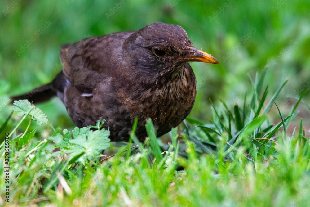 Fototapeta premium portrait of blackbird in the grass