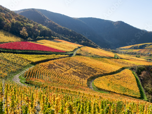 Fall colored vineyards with a heart shaped wine field on slopes in the wine-growing area in the Ahr valley near Mayschoss in autumn, Eifel, Rhineland-Palatinate, Germany