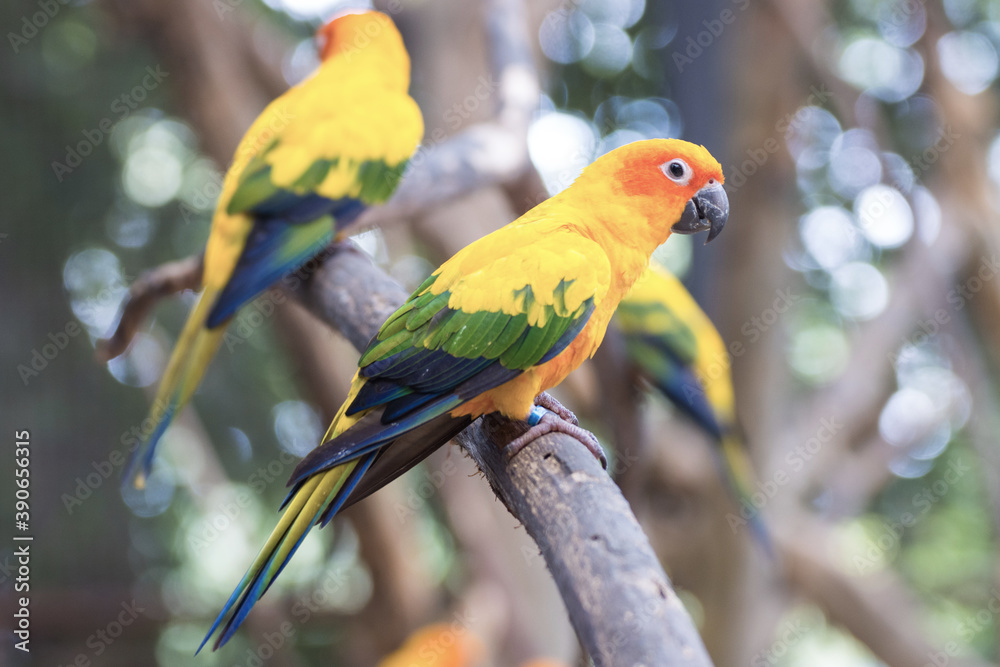 Sun Conure Parrots Beautiful Parrot on branch of tree