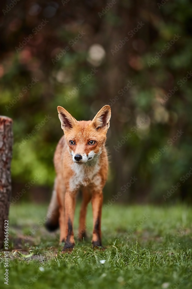 Wild red fox coming to a countryside backyard from the woods in the evening Wild red fox coming to a countryside backyard from the woods in the evening