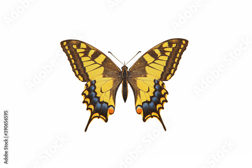 Beautiful butterfly isolated on a white background.