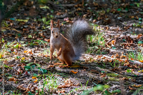 Red Squirrel In The Forest.