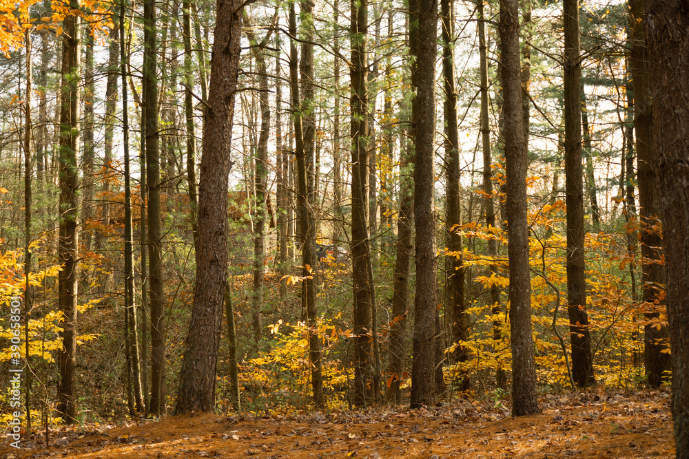 Fototapeta premium Fall in the forest cabin off in the distance