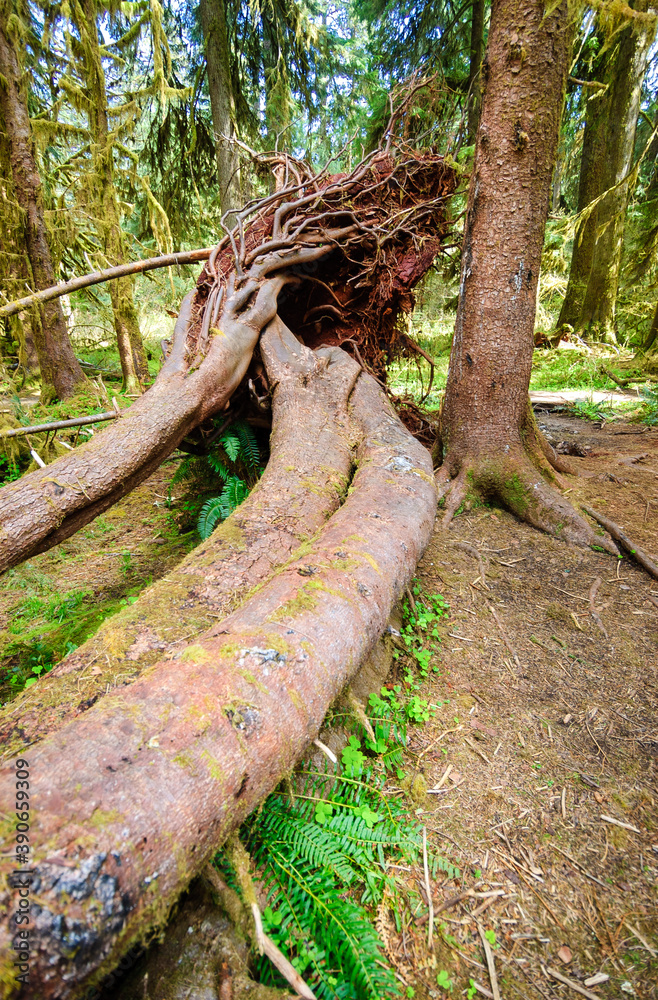 Hoh Rainforest in Olympic National Park Hoh Rainforest in Olympic National Park