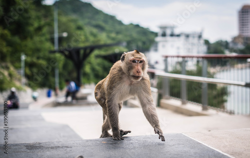 Monkey walking foraging food from tourists at Khao Sam Muk Viewpoint  Bang Saen District  Chonburi Province  Thailand.