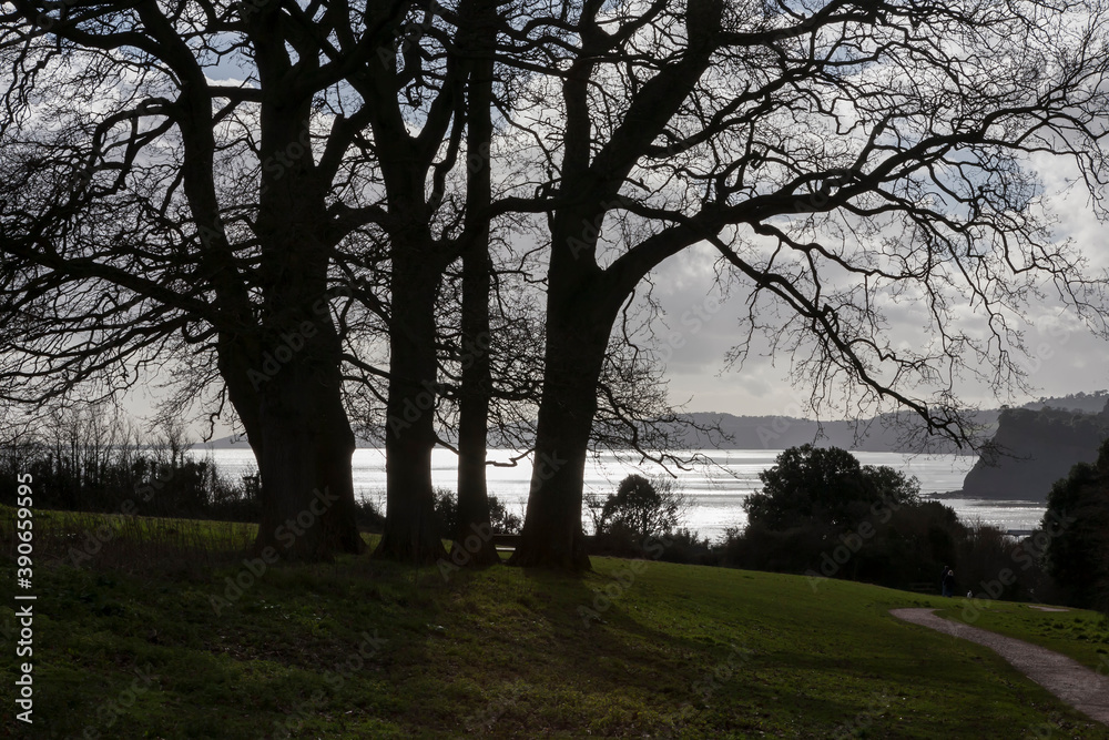 Contre-jour shot of silhouetted trees with a silver glittering sea beyond, against a cloudy Winter's sky: Tor Bay from Eastcliff Park, Teignmouth, Devon, UK Contre-jour shot of silhouetted trees with a silver glittering sea beyond, against a cloudy Winter's sky: Tor Bay from Eastcliff Park, Teignmouth, Devon, UK