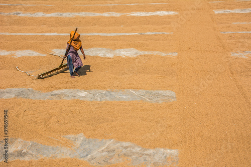 A woman in rice field