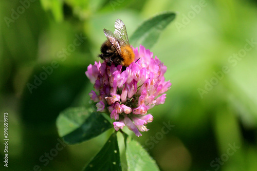 Cute bumblebee and flowers. Nature macro photography. Insect on pink flower  close up photo. Summer in the garden. Blurry green background. 