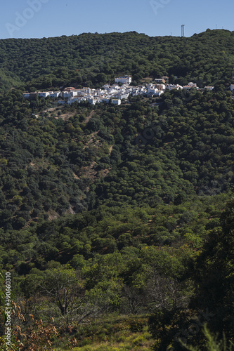 Vertical shot of a forest and buildings on a hill photo
