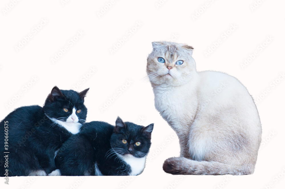 grey cat with big blue eyes and two black kittens with brown eyes on a white background isolated
