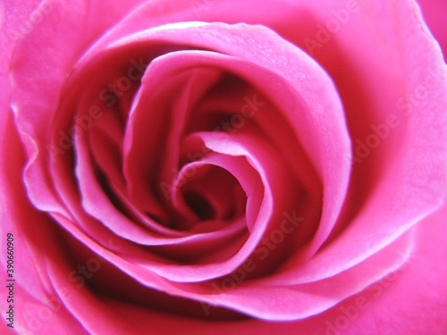 Pink Rose Background