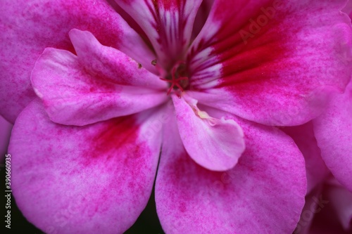 Fototapeta Naklejka Na Ścianę i Meble -  beautiful colorful flower closeup macro detail
