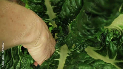 Close up shot of a ahand with a gardening shear approaching to cut of a leaf from a beautiful, dark green chard in a DIY vegetable garden. photo