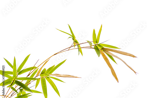 Obraz na płótnie bamboo isolated on white