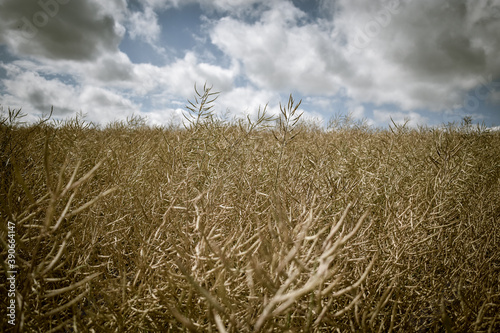 Wheat Crops Growing in Meadow