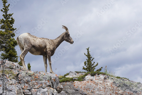 wild goat in the mountains
